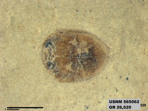 Insecta
