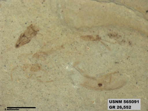 Genus sp