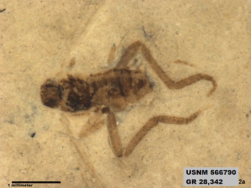 Insecta