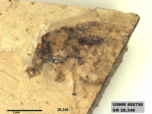 Insecta