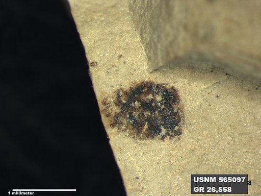 Genus sp