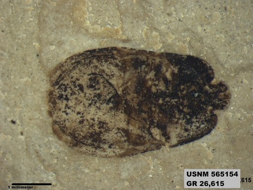 Insecta