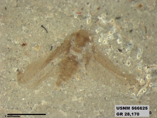 Genus sp