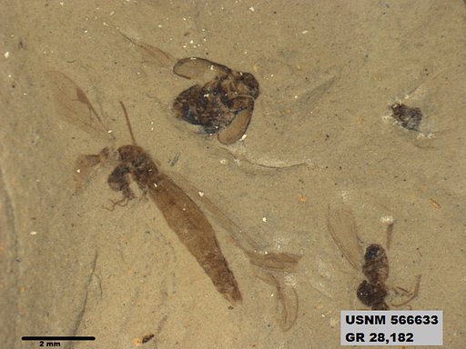 Tipula sp