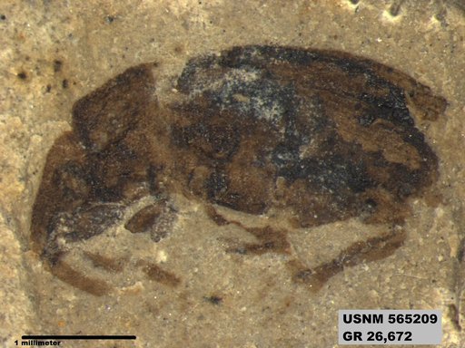 Insecta