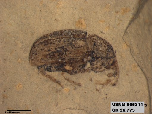 Insecta