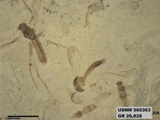 Genus sp