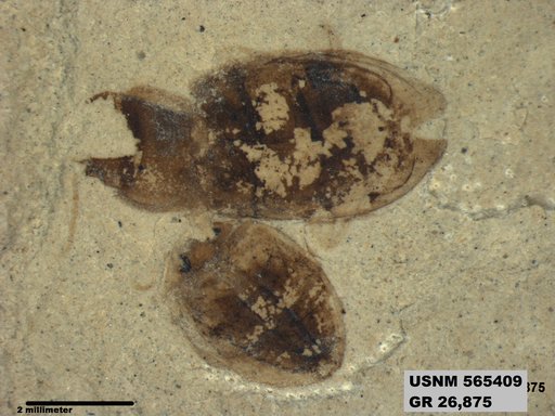 Insecta