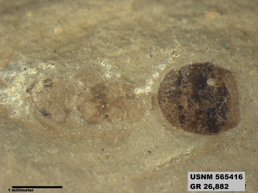 Genus sp