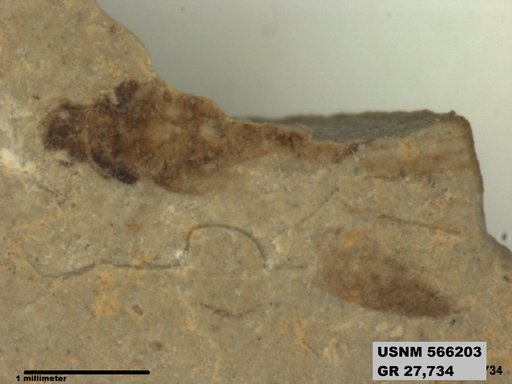 Genus sp