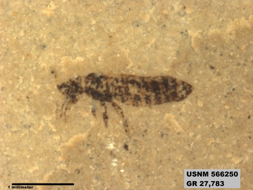 Insecta