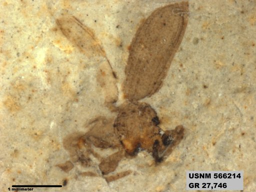 Insecta
