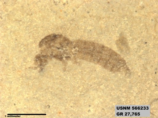 Insecta