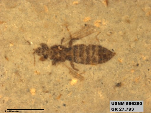 Genus sp