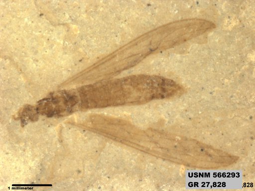 Genus sp
