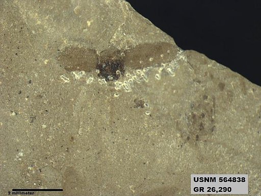 Genus sp