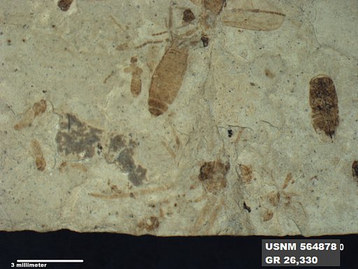 Genus sp