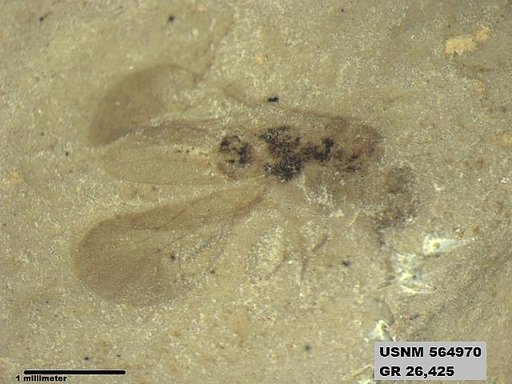 Insecta