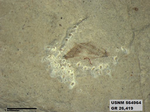 Genus sp