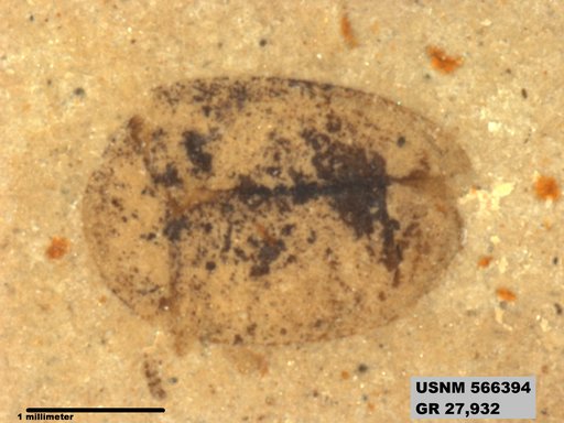 Insecta