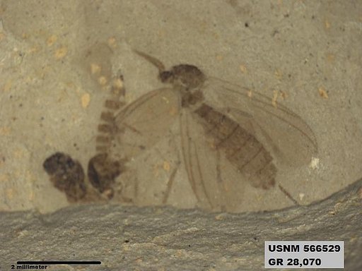 Genus sp