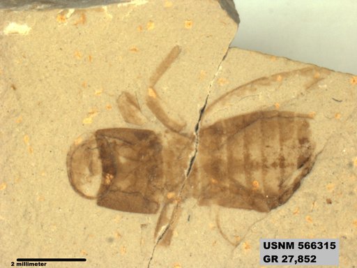 Genus sp