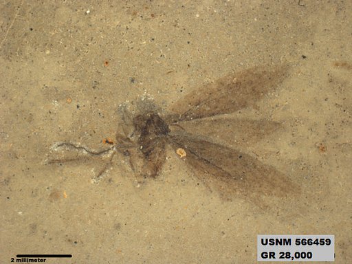 Insecta