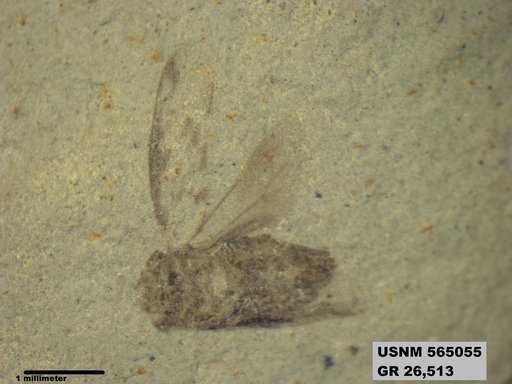 Genus sp