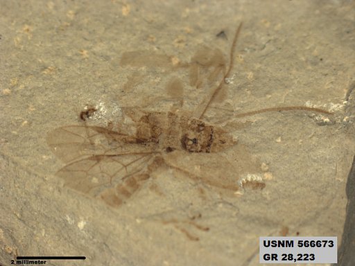 Insecta