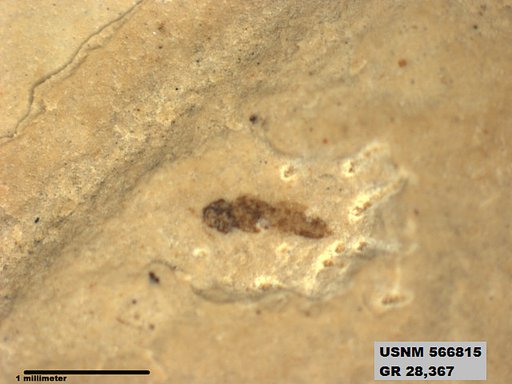 Genus sp