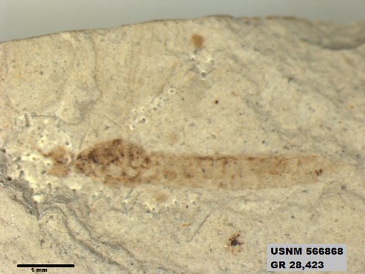 Insecta