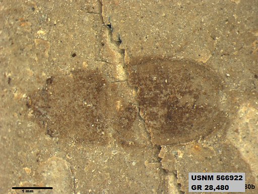 Genus sp