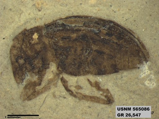 Insecta