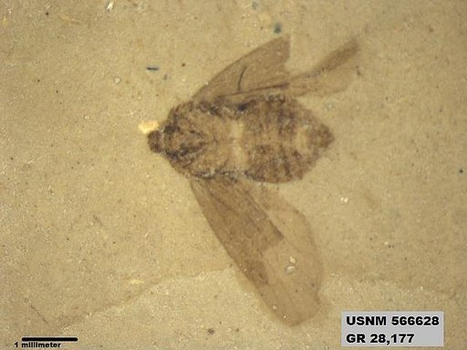 Genus sp
