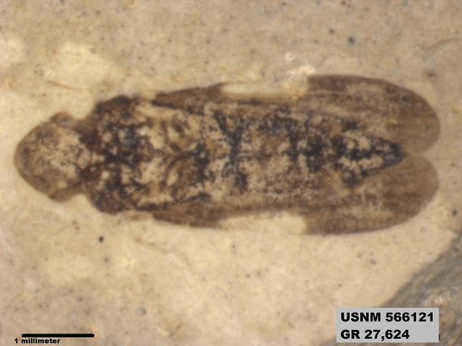 Genus sp