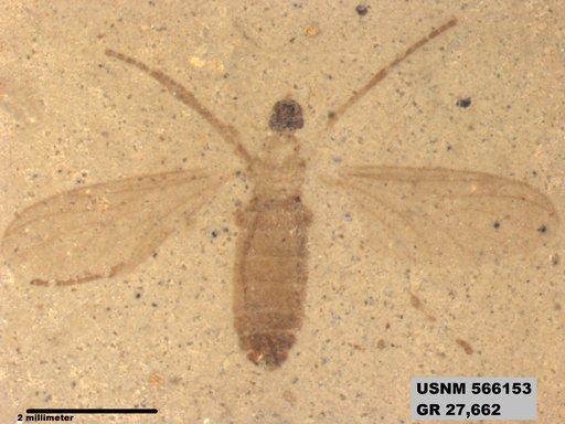 Genus sp