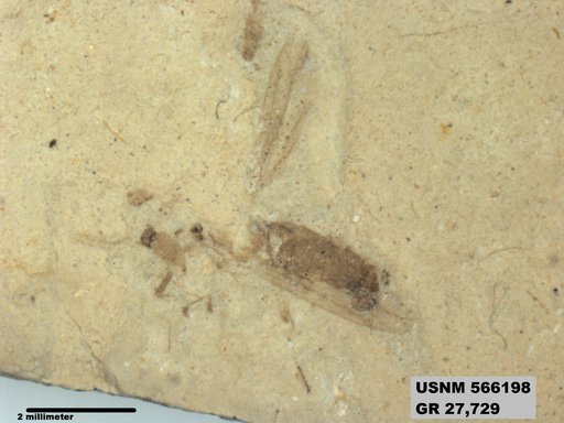 Genus sp
