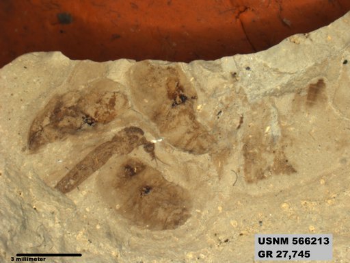 Genus sp