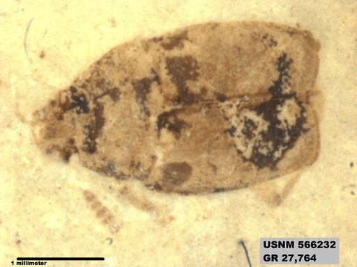 Insecta