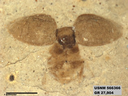 Genus sp