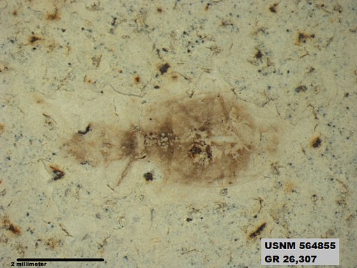 Genus sp