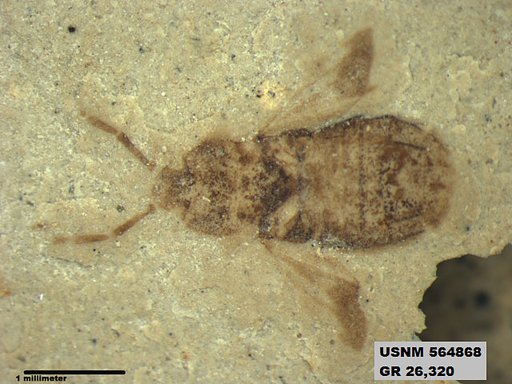 Genus sp