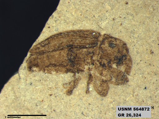 Insecta