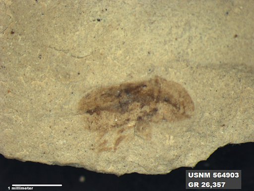 Insecta