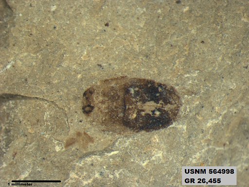 Insecta