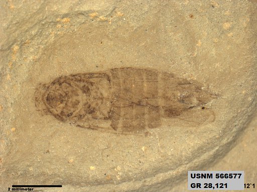 Genus sp