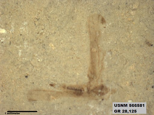 Genus sp