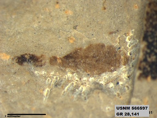 Genus sp