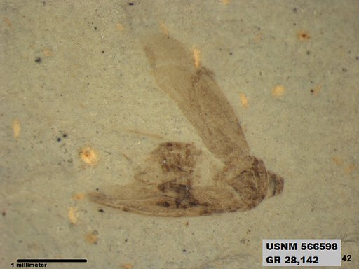 Genus sp