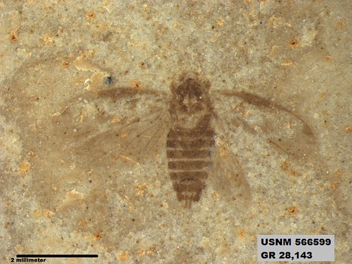 Genus sp